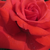 Roze - Engelse roos - Lochnivar